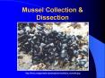 Mussel Collection PowerPoint PPT Presentation