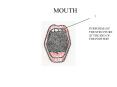 MOUTH PowerPoint PPT Presentation
