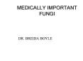 MEDICALLY IMPORTANT FUNGI PowerPoint PPT Presentation