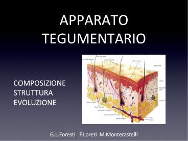 APPARATO TEGUMENTARIO