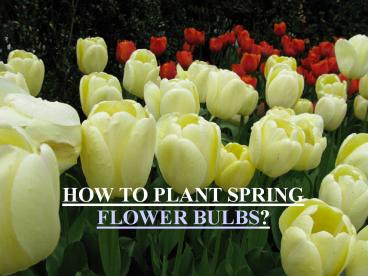 HOW TO PLANT SPRING FLOWERING BULBS?