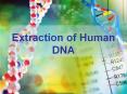 Extraction of Human DNA PowerPoint PPT Presentation