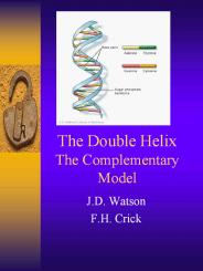 The Double Helix The Complementary Model