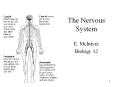 The Nervous System PowerPoint PPT Presentation