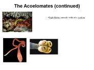 The Acoelomates (continued)