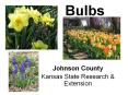 Bulbs PowerPoint PPT Presentation