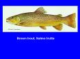 480fish PowerPoint PPT Presentation
