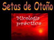 Setas de Oto