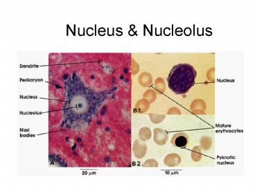 Nucleus