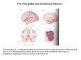 The Amygdala and Emotional Memory PowerPoint PPT Presentation