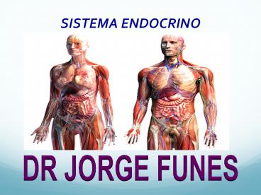 SISTEMA ENDOCRINO