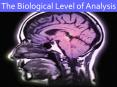 The Biological Level of Analysis PowerPoint PPT Presentation