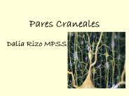 Pares Craneales