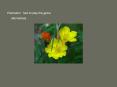 Pollination: how to play the game PowerPoint PPT Presentation
