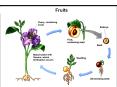 Fruits PowerPoint PPT Presentation
