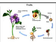 Fruits