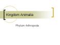 Kingdom Animalia PowerPoint PPT Presentation