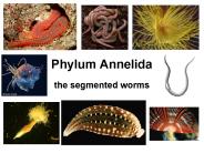 Phylum Annelida