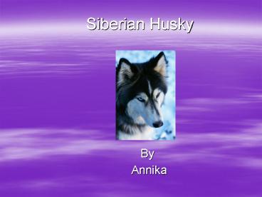 Siberian Husky