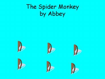 The Spider Monkey by Abbey