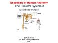 Essentials of Human Anatomy The Skeletal System 3 Appendicular Skeleton PowerPoint PPT Presentation