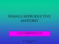 FEMALE REPRODUCTIVE ANATOMY PowerPoint PPT Presentation