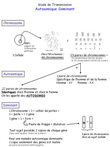 Mode de Transmission Autosomique Dominant