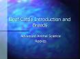 Beef Cattle Introduction and Breeds PowerPoint PPT Presentation