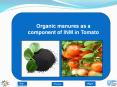 Organic%20manures%20as%20a%20component%20of%20INM%20in%20Tomato PowerPoint PPT Presentation