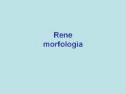 Rene morfologia