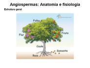 Angiospermas: Anatomia e fisiologia