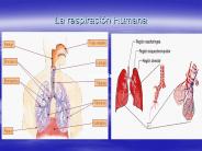 La respiraci