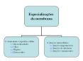 1.1. Microvilosidades PowerPoint PPT Presentation
