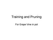 Training and Pruning