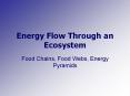 Energy Flow Through an Ecosystem PowerPoint PPT Presentation