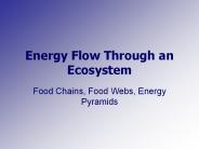Energy Flow Through an Ecosystem