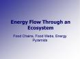 Energy Flow Through an Ecosystem PowerPoint PPT Presentation