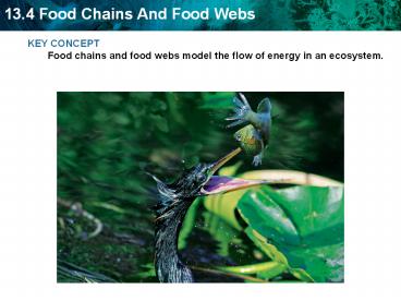 KEY CONCEPT Food chains and food webs model the flow of energy in an ecosystem.