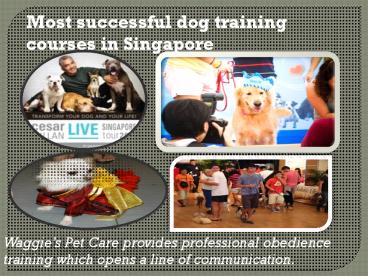 Successful Dog Training Courses