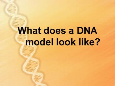 What does a DNA model look like?