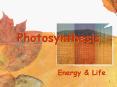 Photosynthesis PowerPoint PPT Presentation