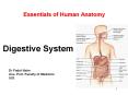 Essentials of Human Anatomy PowerPoint PPT Presentation