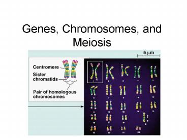 Genes, Chromosomes, and Meiosis
