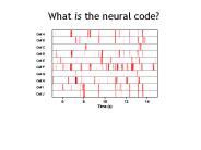 What is the neural code?