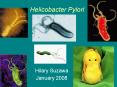 Helicobacter Pylori PowerPoint PPT Presentation