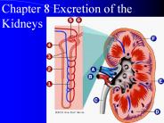 Chapter 8 Excretion of the Kidneys