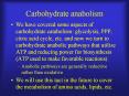 Carbohydrate anabolism PowerPoint PPT Presentation