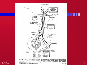 ADET SIKLUS FIZYOLOJISI