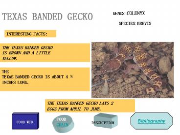 TEXAS BANDED GECKO