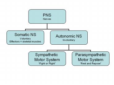 Somatic Nervous System